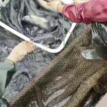 网箱叉尾5到10斤现货