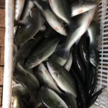 大口黑鲈