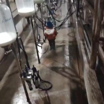 牧场现挤的生鲜乳牛奶，**奶吧，食品厂