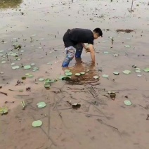 藕尖
