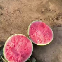 夏邑西瓜即将大量上市