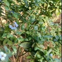 宝山蓝莓
