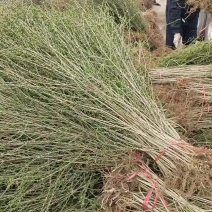 水腊基地大量供应水蜡高30公分-80公分，水蜡小毛球