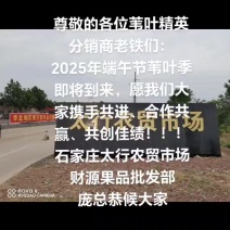鲜芦苇叶