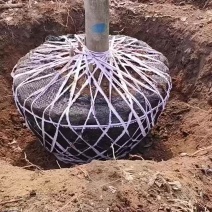 玉兰树