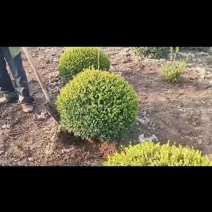 红豆杉球