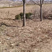 梓树