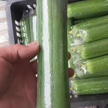广西新苗青丝瓜陆续大量上市，邹皮青丝瓜，