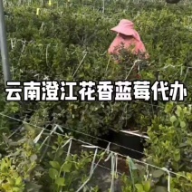 云南澄江抚仙湖花香蓝莓代办代包装稳定货源