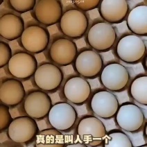 优质新鲜野鸡蛋需要的老板请联系