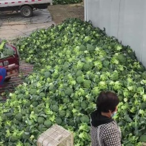 精品西兰花大量上市中