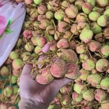 云南三月红荔枝，现摘现发，有市场的老板欢迎询价对接