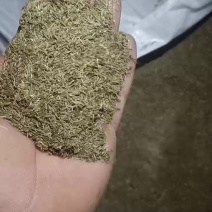 蒲公英种子