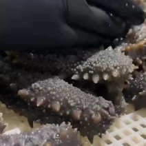 海参即食还是鲜食大连鲜食海参团购批发残参团社区