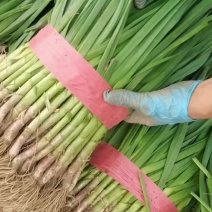 河南省安阳内黄县万亩一点红蒜苗大量有货官方信息员杜永刚