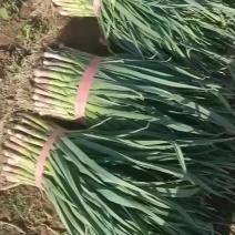 内黄精品一点红蒜苗大量上市，可打冷，水洗，