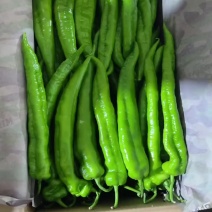 尖椒，绿皮尖椒，黄皮尖椒都有货，另有各种辣椒，螺丝椒辣妹