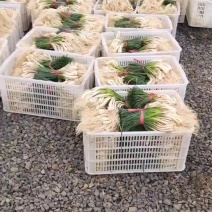 湖南湘潭新鲜藠头