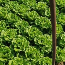 意大利生菜