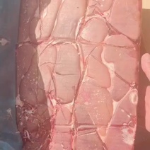猪腰子