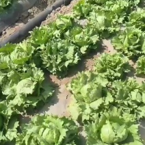 大面积生菜球，露天生菜球，欢迎各大客商采购