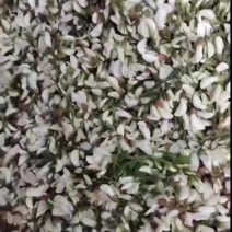 洋槐花新鲜洋槐花干洋槐花。当天新鲜洋槐花