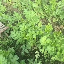 东北山野菜老山芹／老唐芹