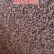 黑麦一级货，一件起批，自产自销