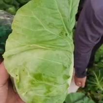 甘蓝湖北精品牛心甘蓝大量上市产地直发品质保证