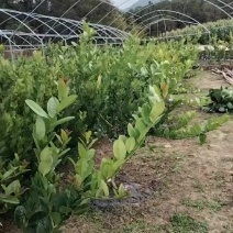 广东正宗香水柠檬苗，产地直发，新鲜采摘，欢迎咨询订购