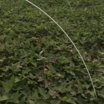 西瓜红扩繁大田苗