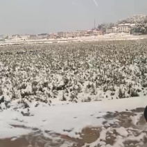 油茶苗