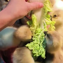 正宗纯种狮子头鹅活苗幼苗现货灰狮头鹅苗纯种小苗狮头鹅苗特