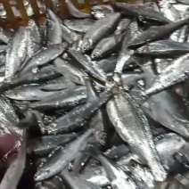 小餐条