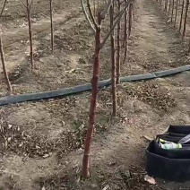各种果树苗木，苹果苗，桃苗，杏苗，李子苗，山楂苗，梨苗，