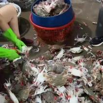 连云港鲜活梭子蟹自助餐海鲜螃蟹远海梭子蟹飞蟹
