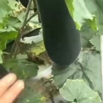 黑皮铁心冬瓜，有自己的基地，供应电商市场加工厂