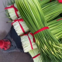 商丘本地精品白帽蒜苔，红帽蒜苔大量有货