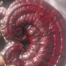 山东紫灵芝大货供应，高品质可远程看货欢迎选购！