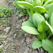 大甩卖小青菜，广东菜心
