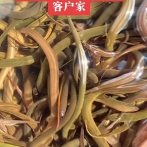 精品黄鳝种苗