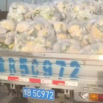 糊品散花