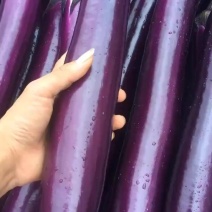 云南精品红茄保值保量量大从优合作共赢