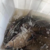 大清波喜欢的来