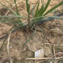 广西柳州优质甘蔗苗直种苗黑皮黄皮青皮糖蔗全品类