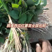 西瓜红红薯苗