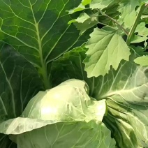 新鲜茴子白，大量上市，个头大，虚菜！速度抢购！