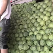 博爱县甘蓝圆包菜，满足各种标准大小，包装需求