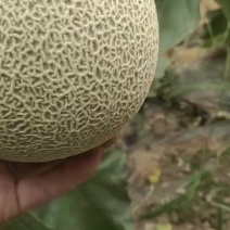 山东省禹城市的鲁厚甜大量上市，欢迎各大超市平台，和批发商前来