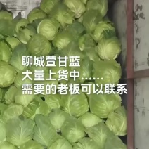 山东聊城甘蓝大量上货中中甘甘蓝产地一手货源稳定供应市场